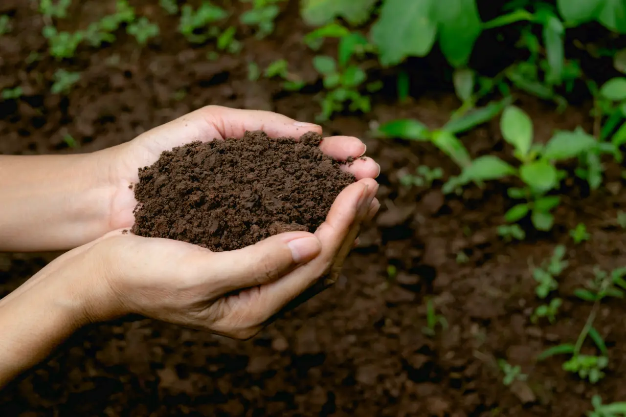 Non è solo terra: ecco il segreto dei vivaisti per far crescere le piante più velocemente