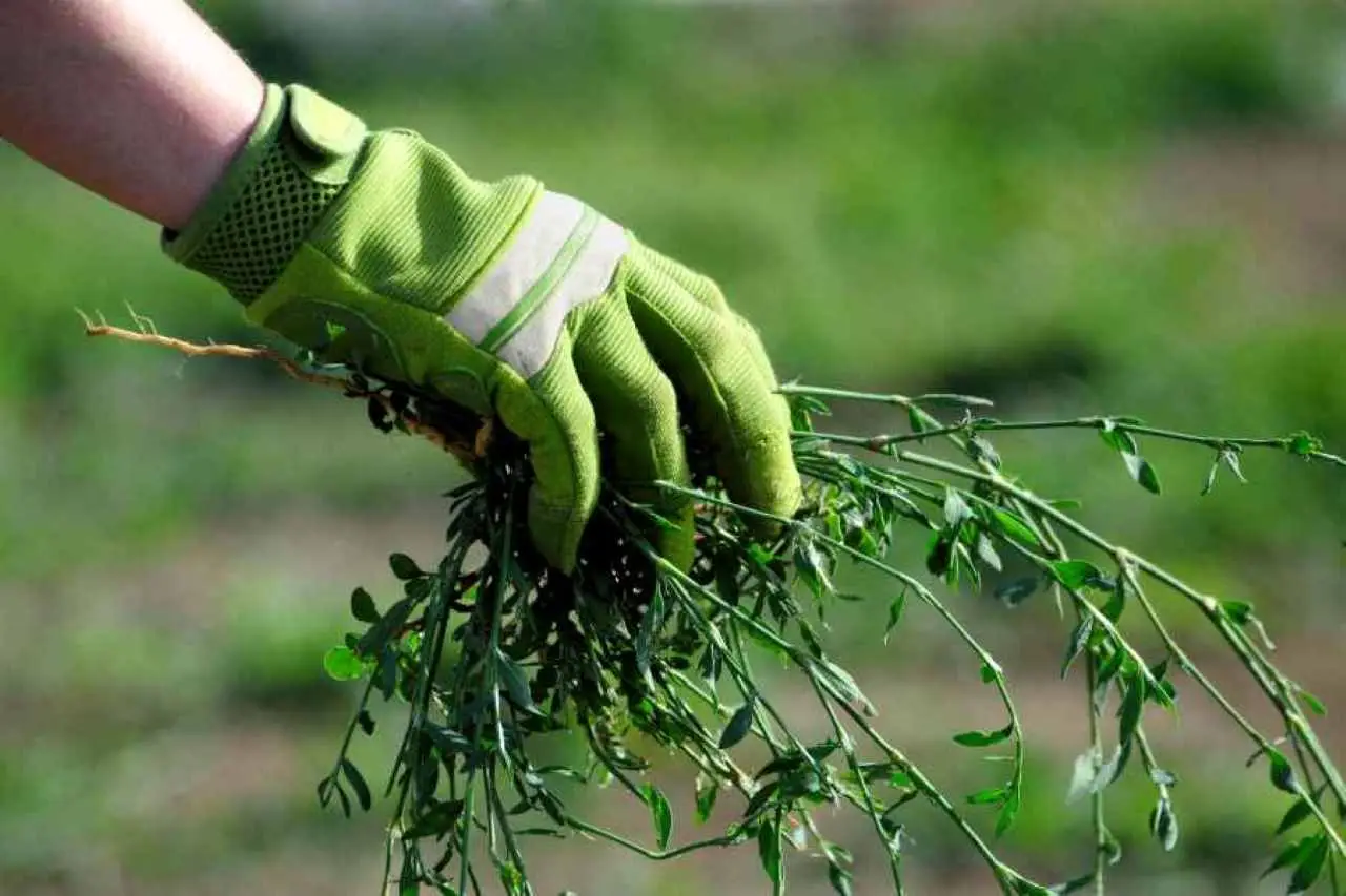 Il trucco pratico per coprire il terreno del giardino senza fatica e bloccare le erbacce