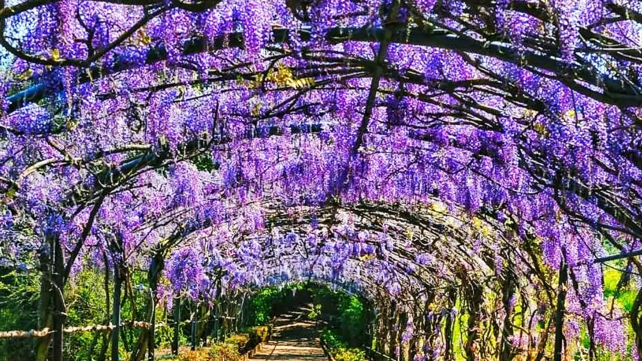 Il tuo glicine non fiorisce? Ecco il trucco del giardiniere per una cascata di fiori