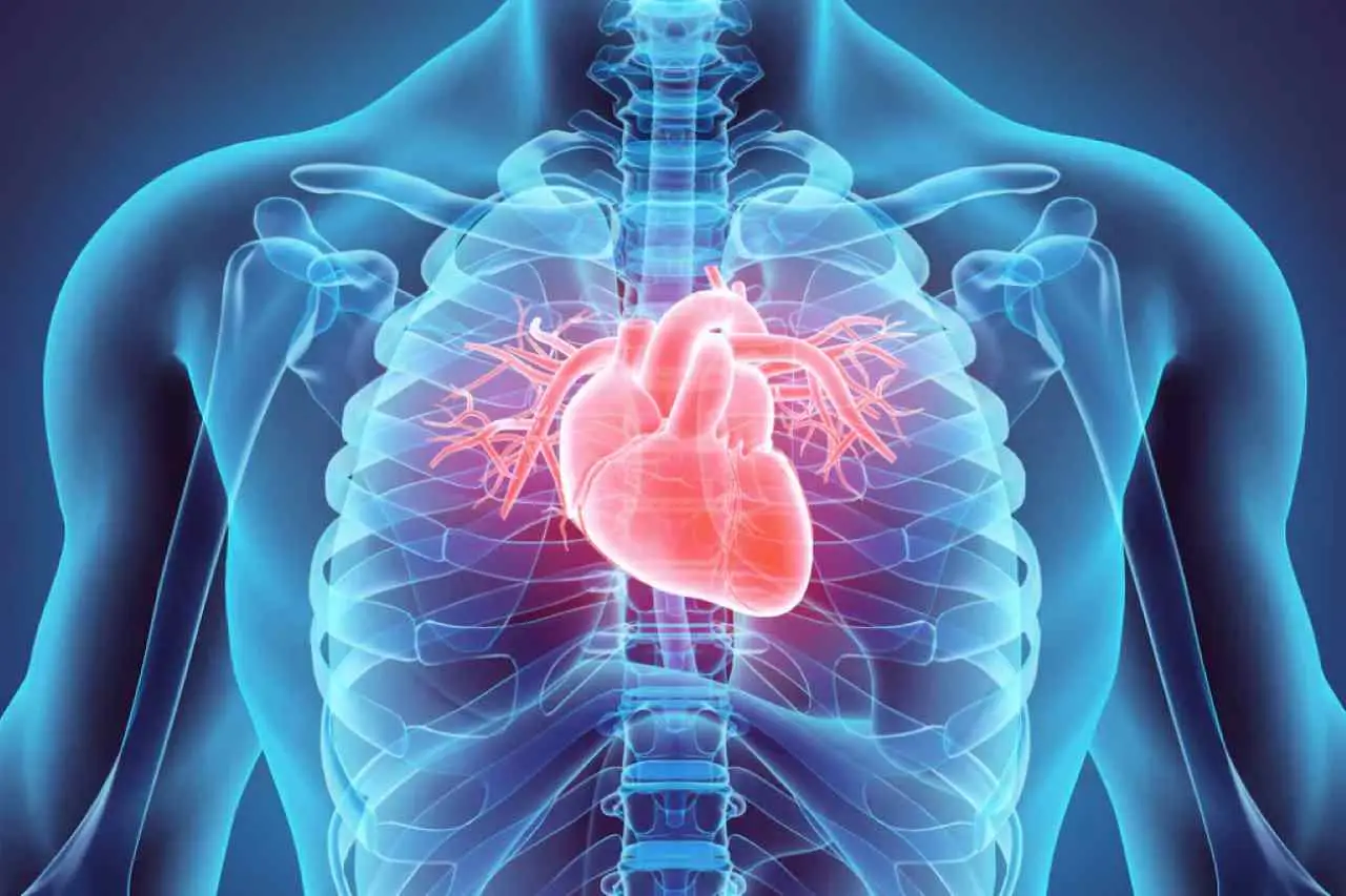 Che cos’è il miocardio? Ecco cosa succede davvero al tuo cuore quando gli chiedi troppo
